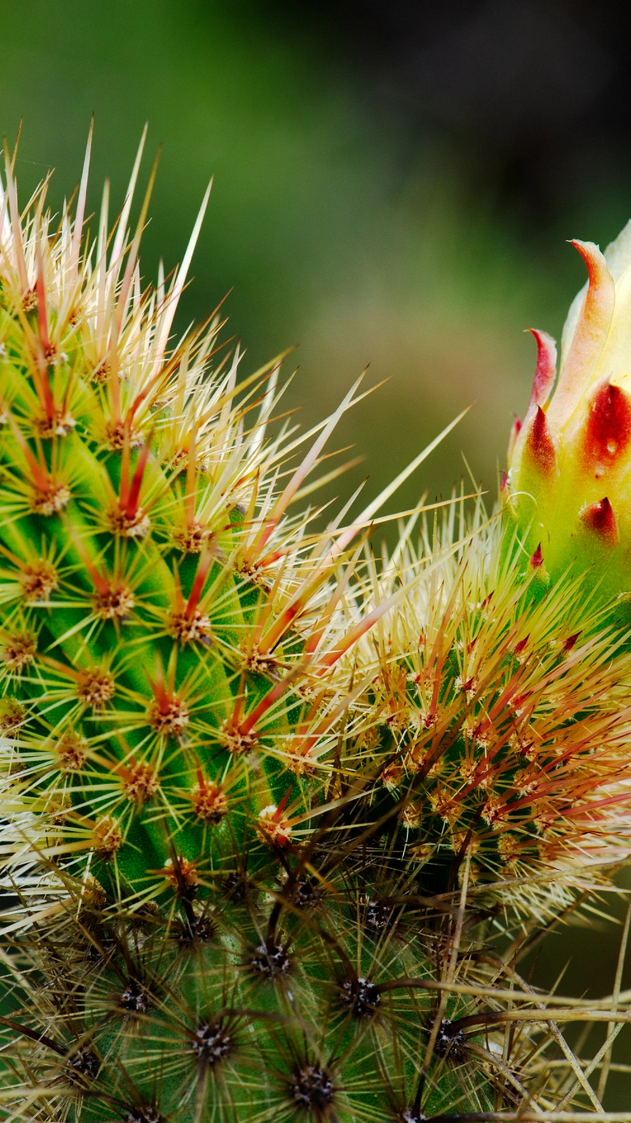 Bergerocactus emoryi
