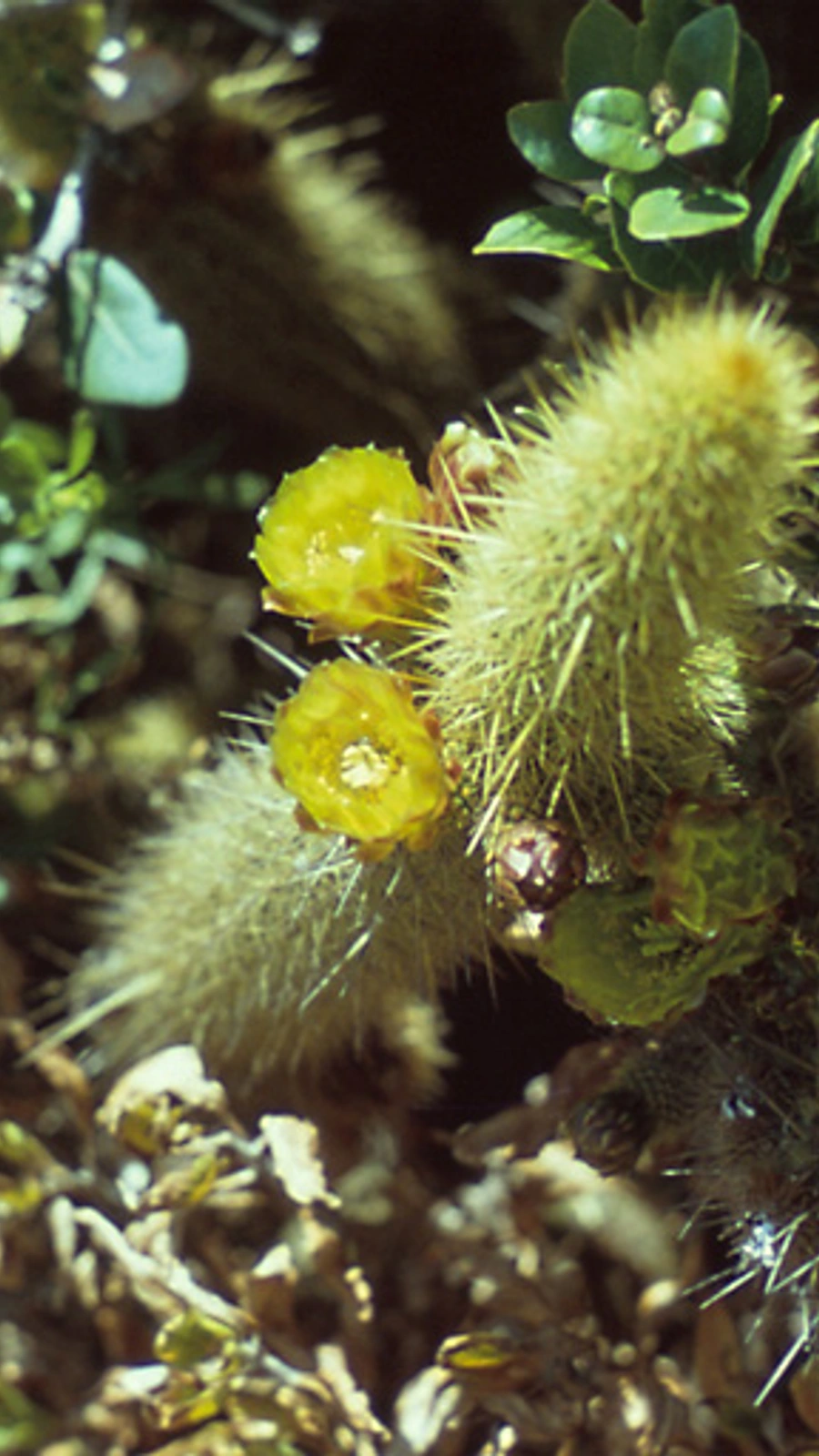 Bergerocactus emoryi