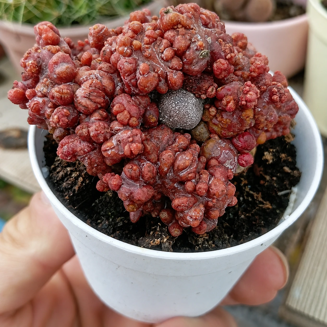 Echinopsis 'Chocolate'