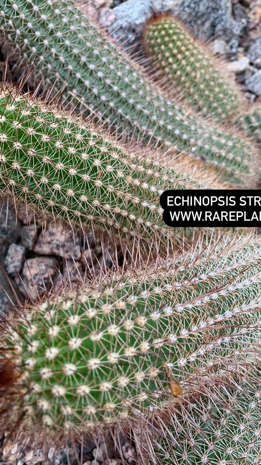 Echinopsis strigosa