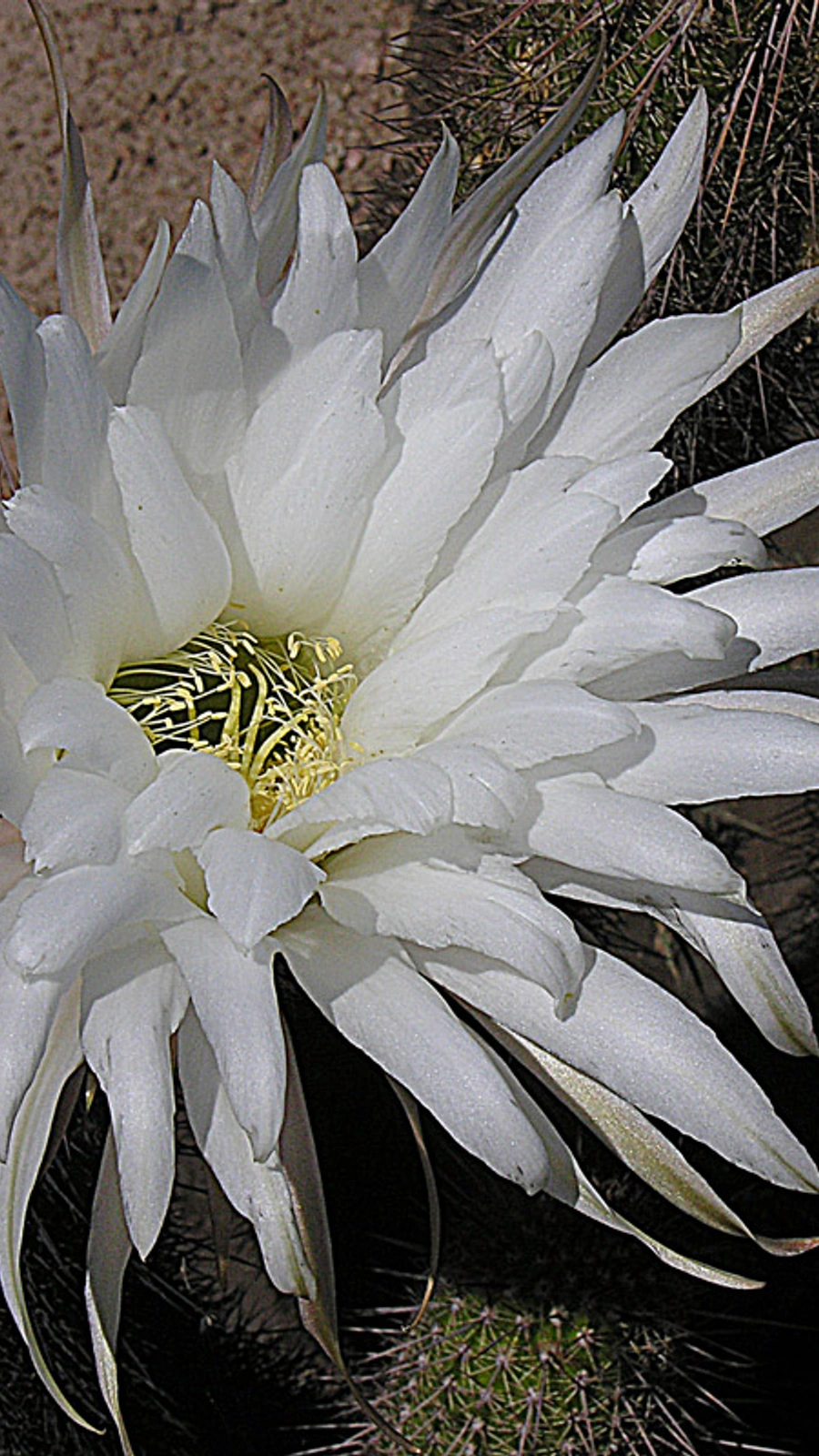 Echinopsis strigosa