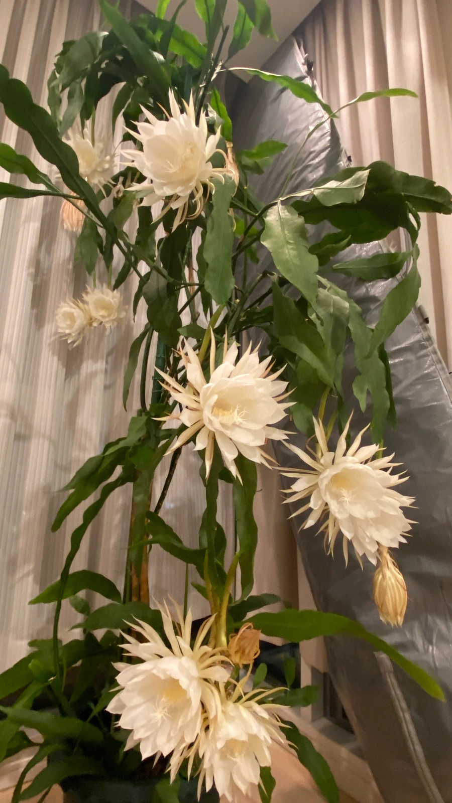 Epiphyllum oxypetalum