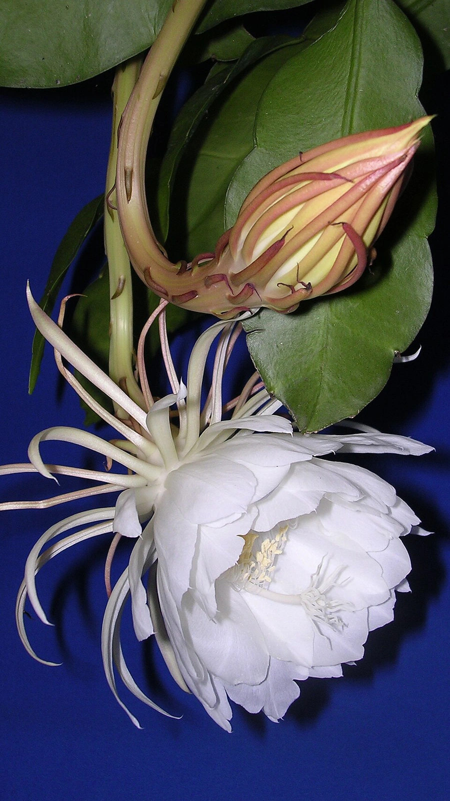 Epiphyllum oxypetalum