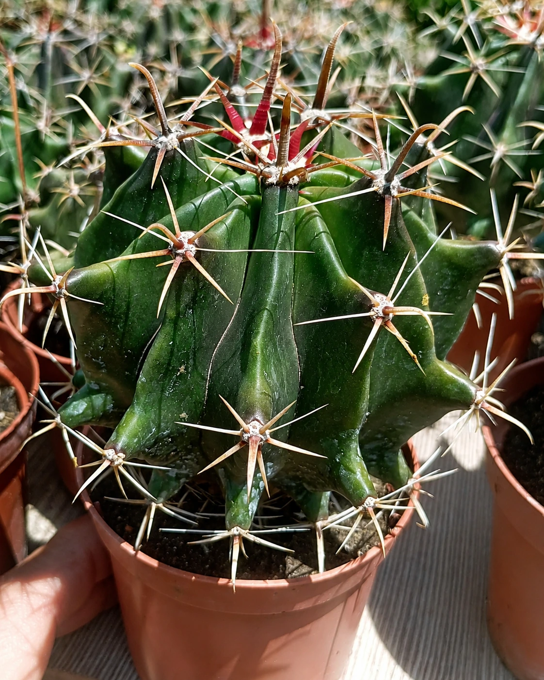 Ferocactus latispinus