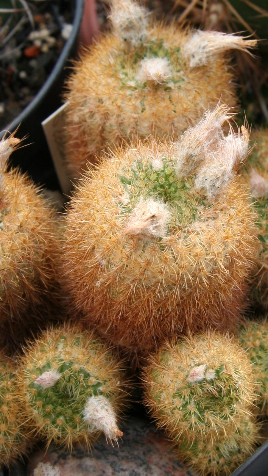 Frailea pumila