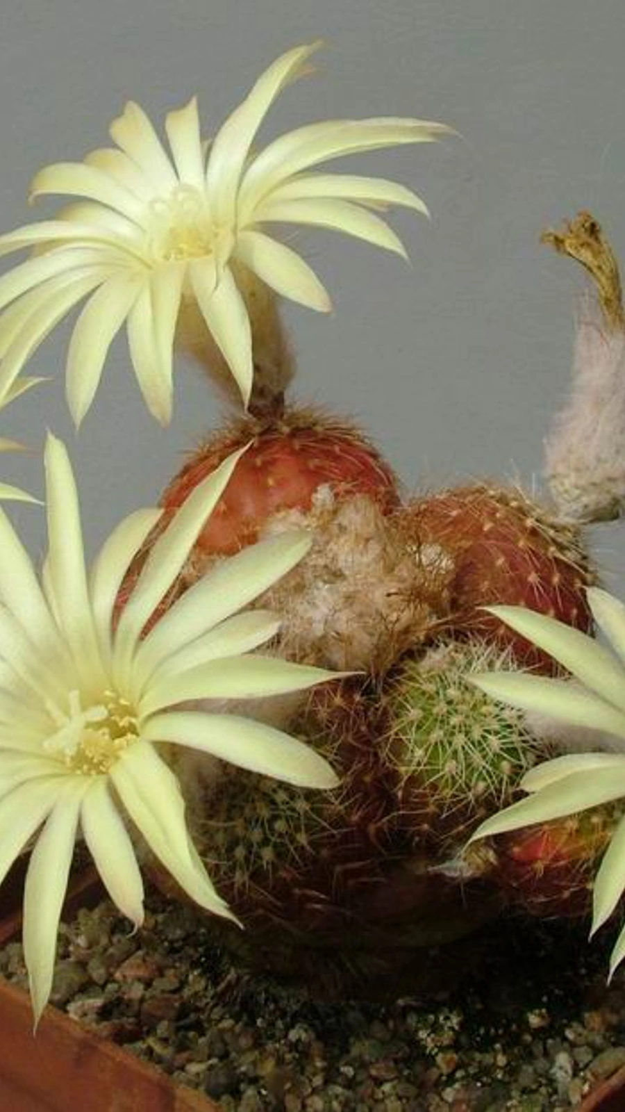 Frailea pumila