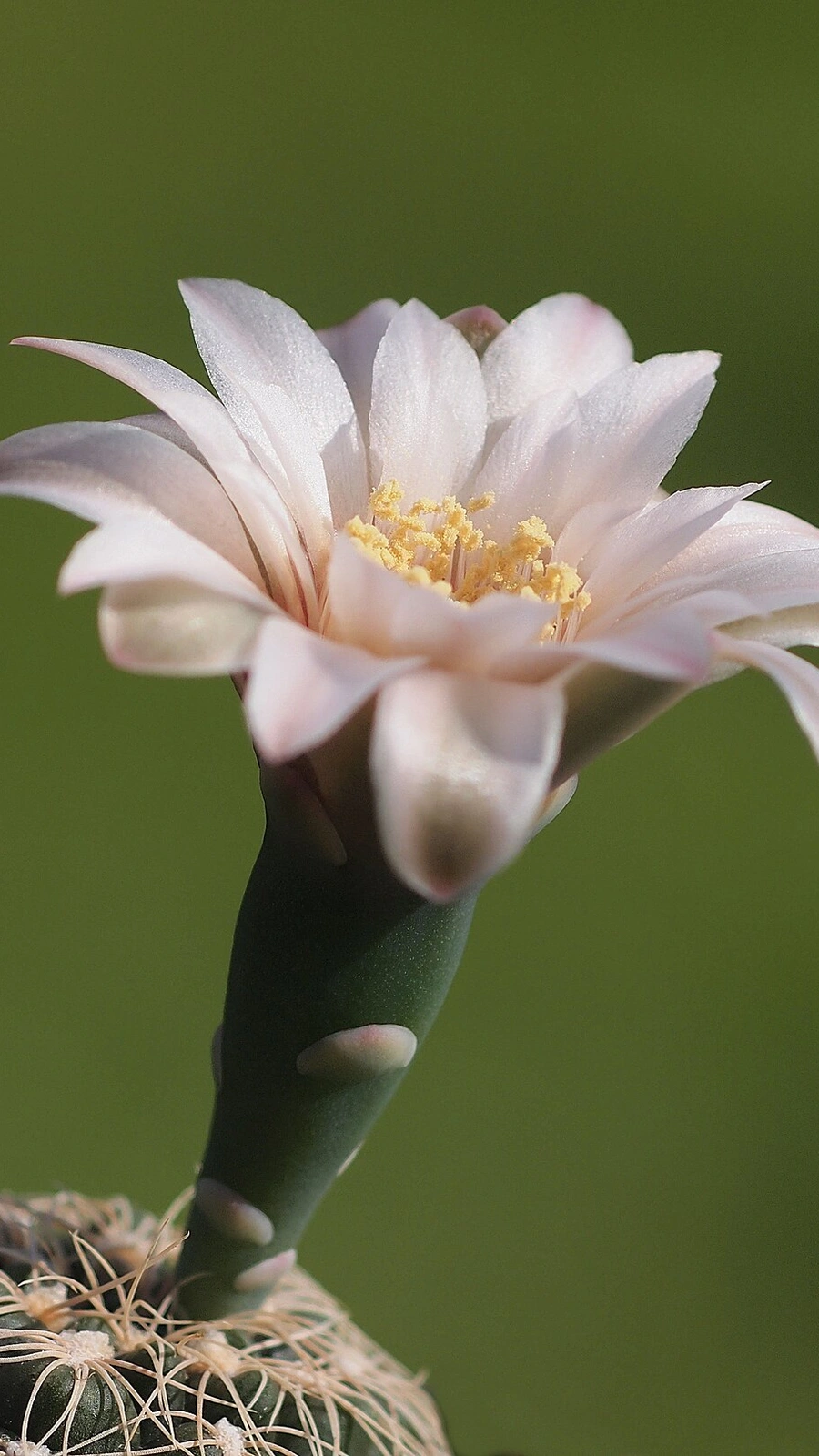 Gymnocalycium calochlorum