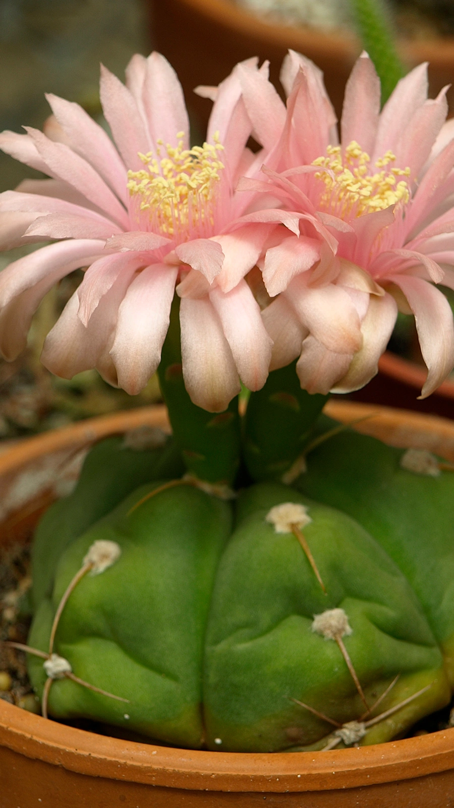 Gymnocalycium horstii