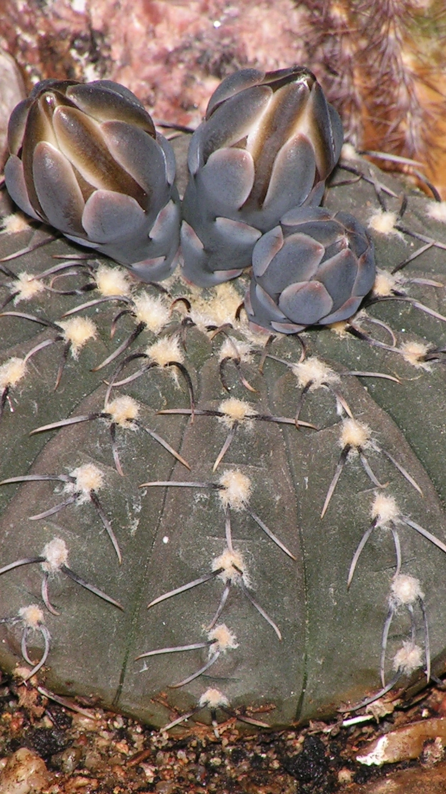 Gymnocalycium quehlianum