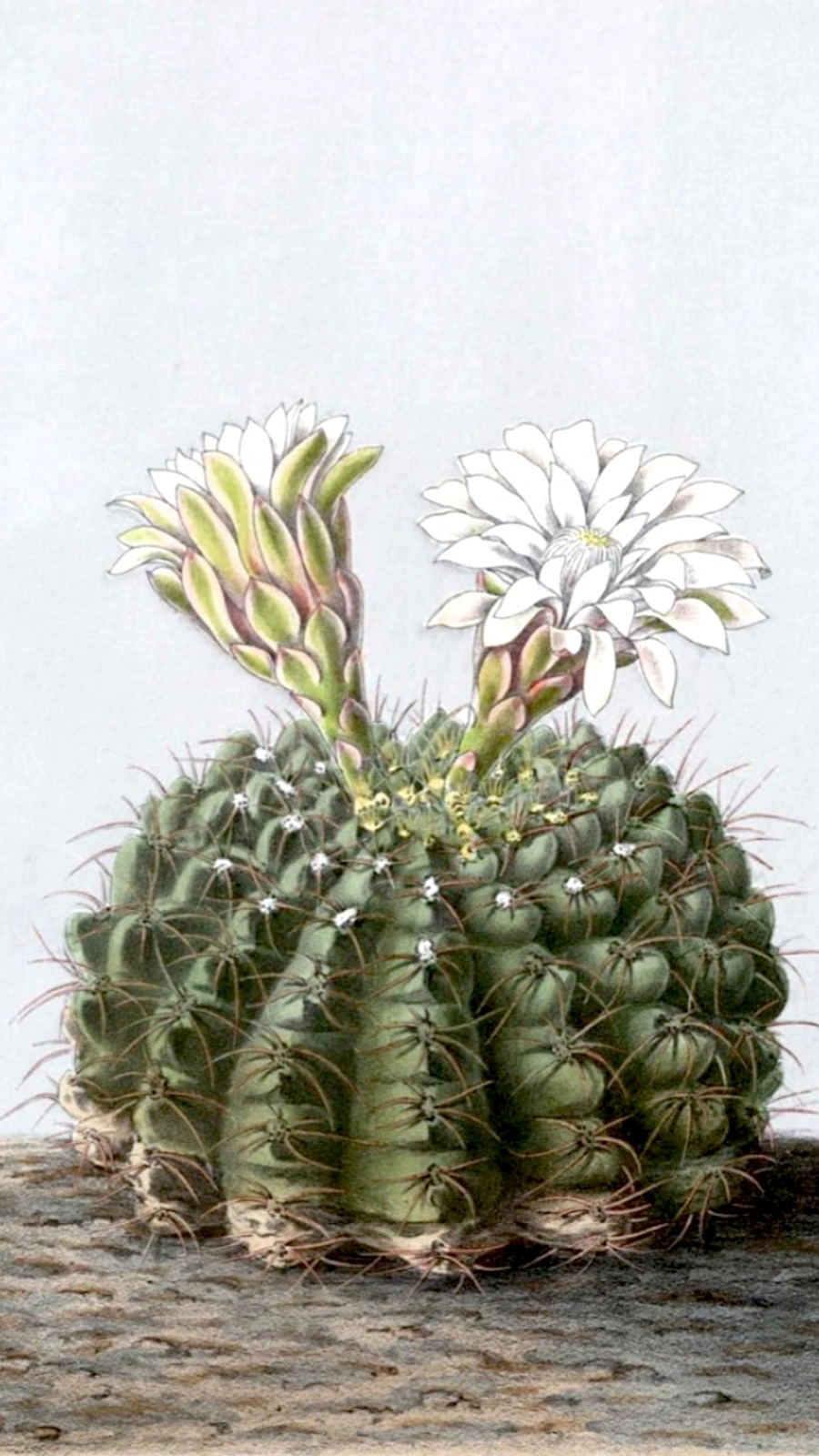 Gymnocalycium quehlianum