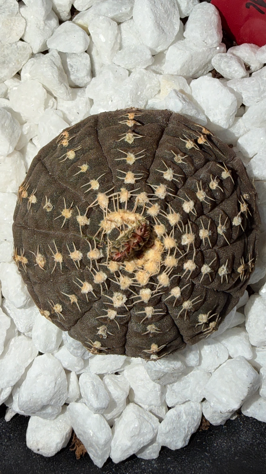 Gymnocalycium ragonesei