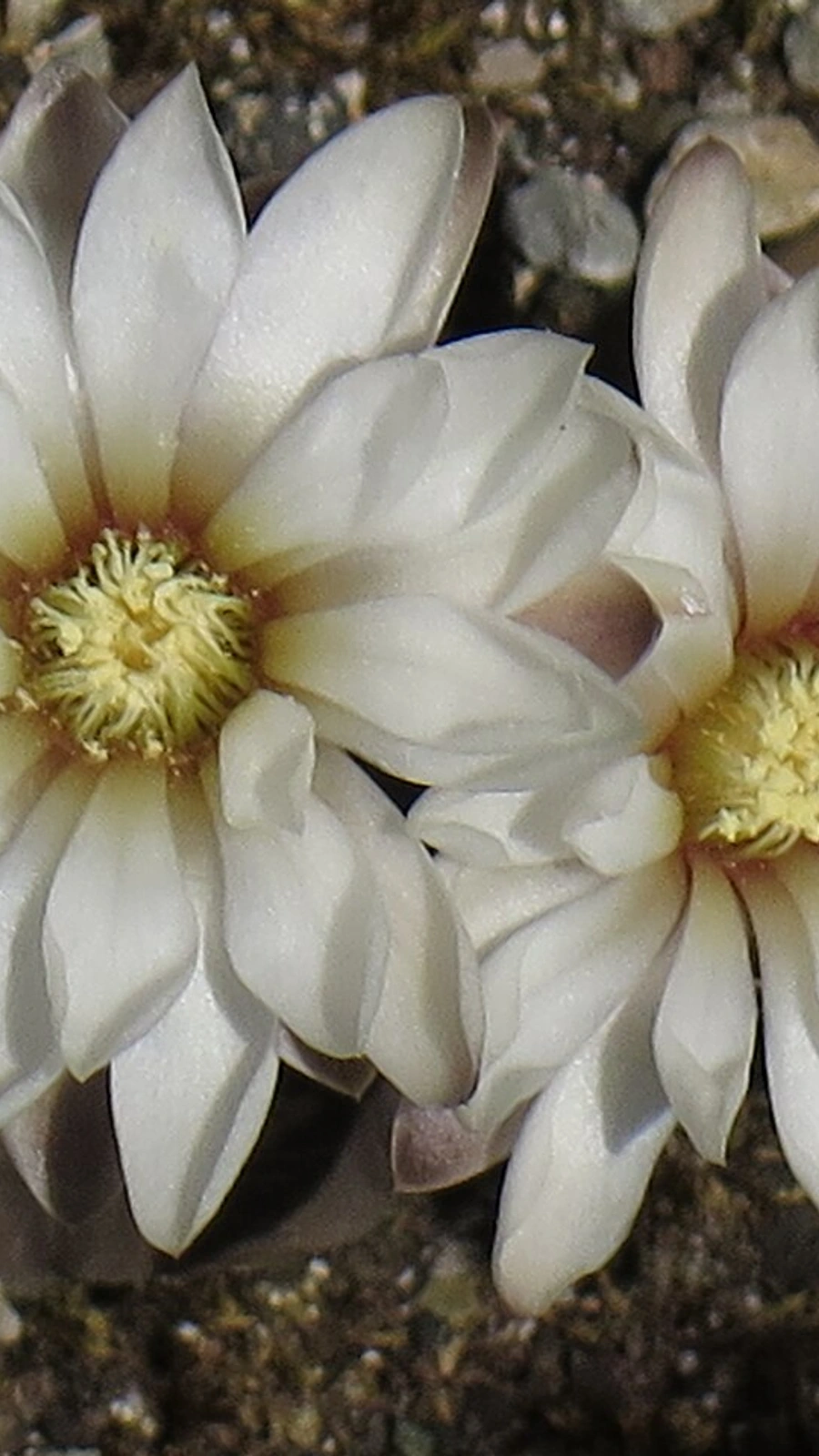 Gymnocalycium ragonesei
