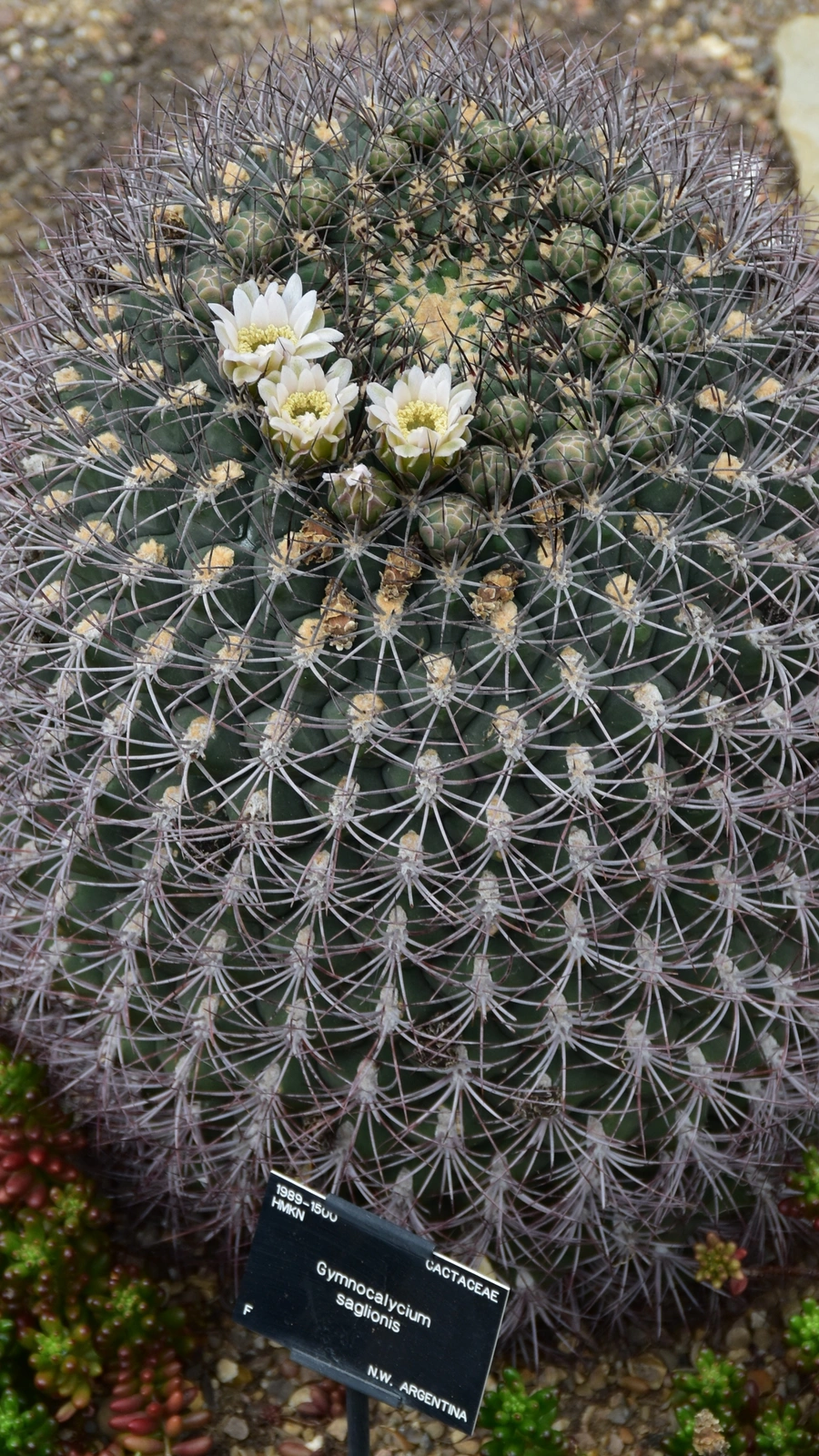 Gymnocalycium saglionis