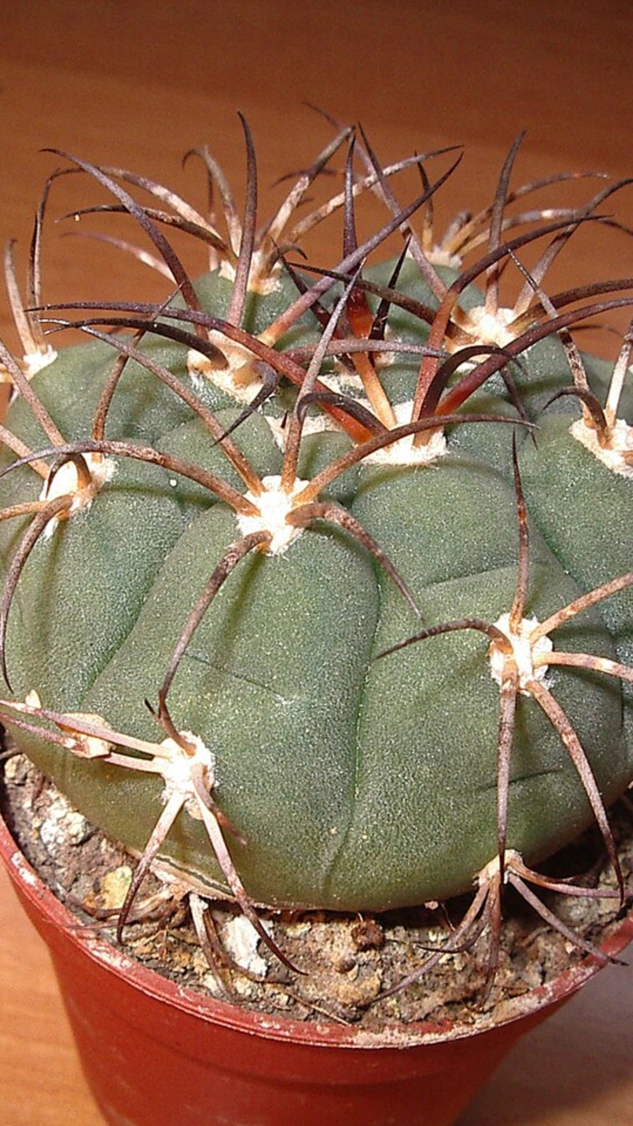 Gymnocalycium saglionis