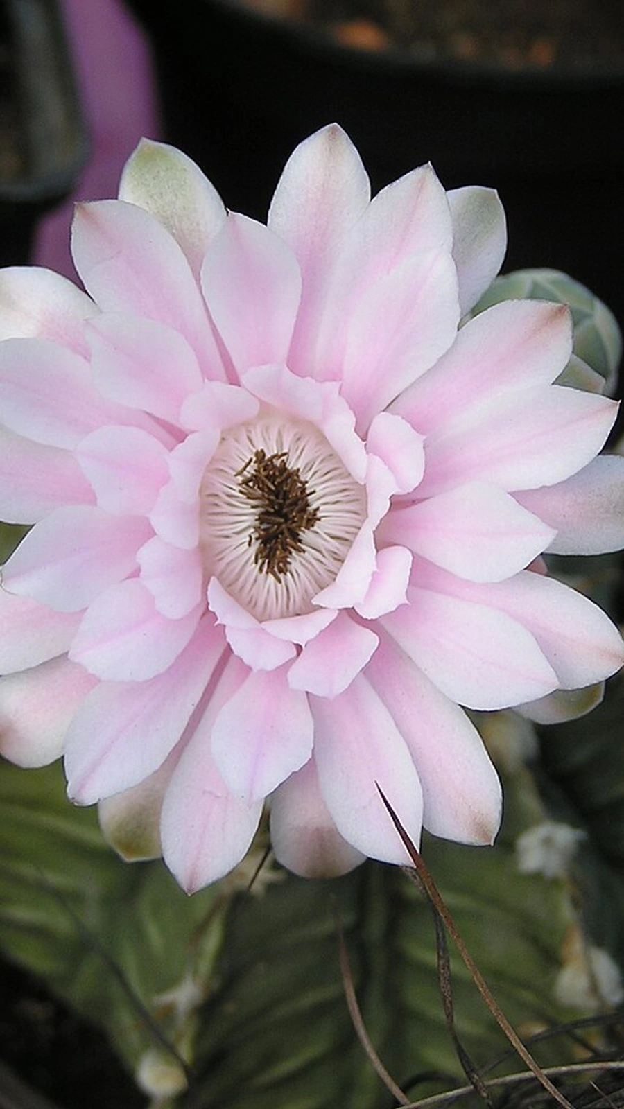 Gymnocalycium stenopleurum