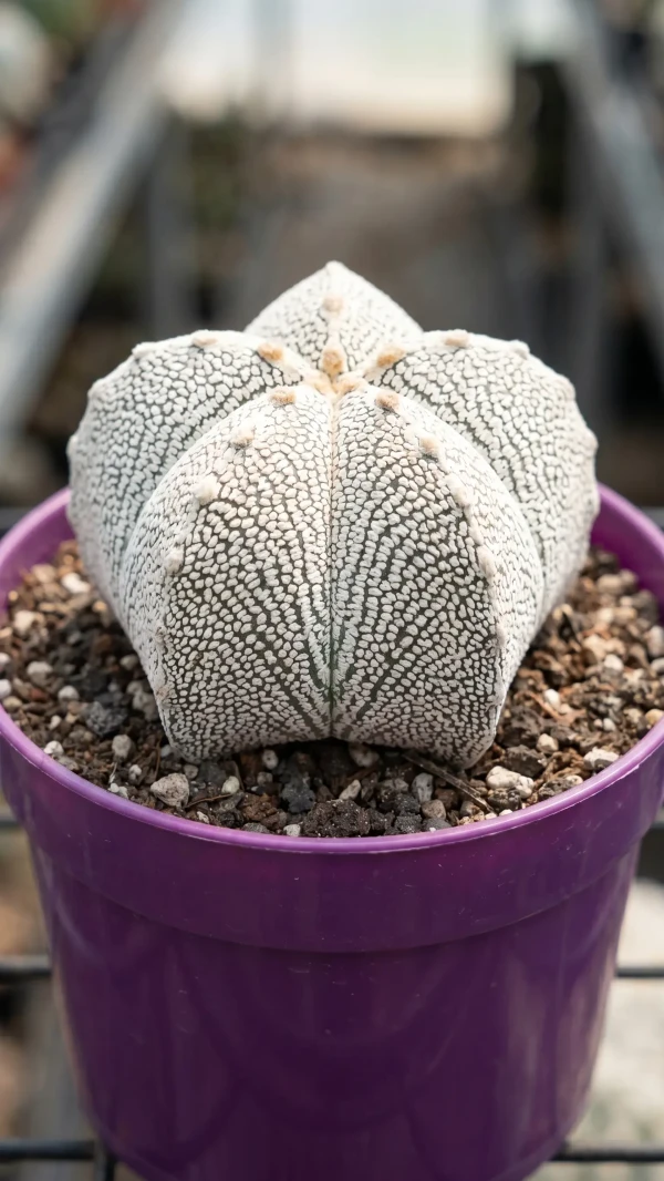 Astrophytum coahuilense görseli - 7