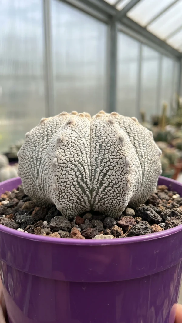 Astrophytum asterias 'Star Shape' görseli - 8