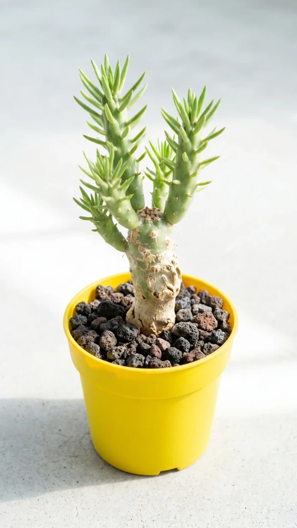 Austrocylindropuntia subulata görseli - 9