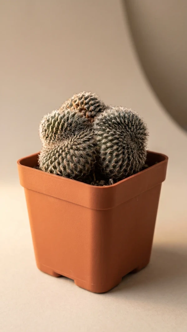 Aylostera heliosa görseli - 3
