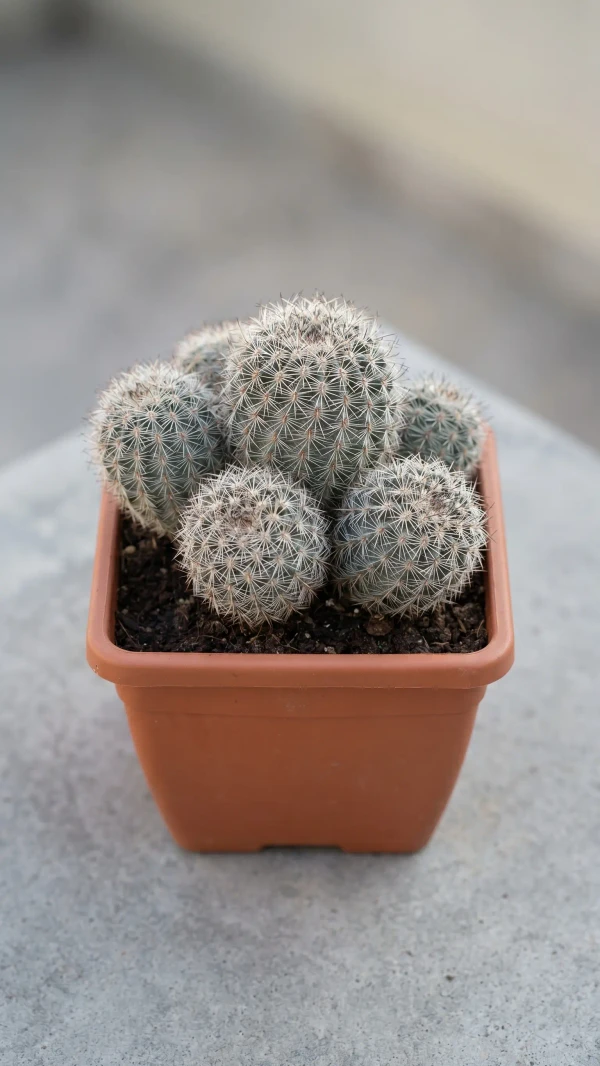Aylostera heliosa görseli - 5