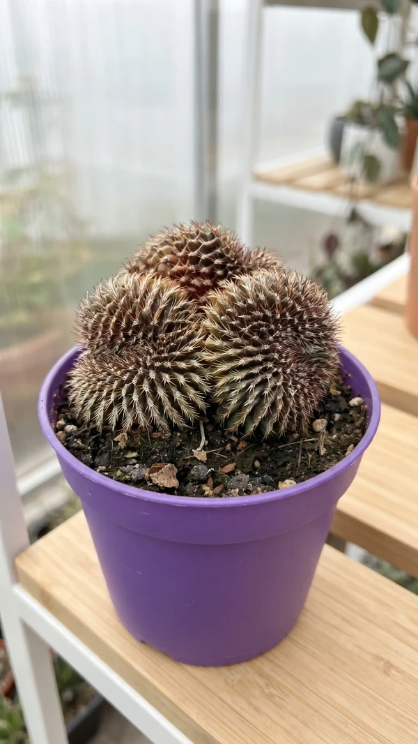 Aylostera heliosa görseli - 8