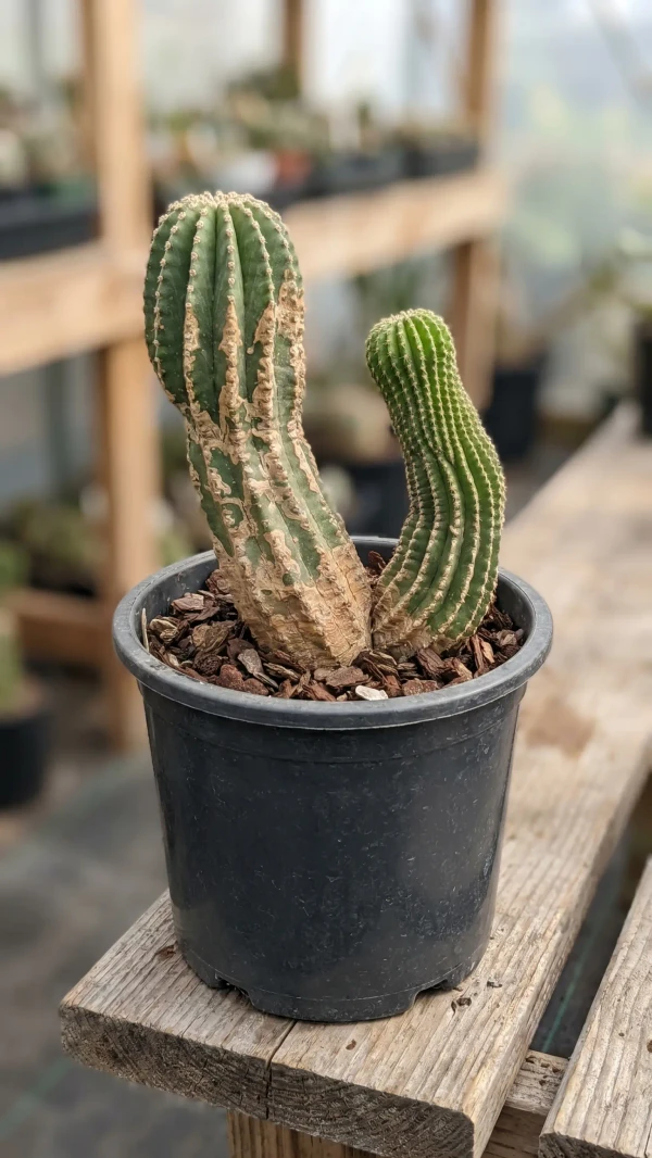 Aztekium hintonii görseli - 9