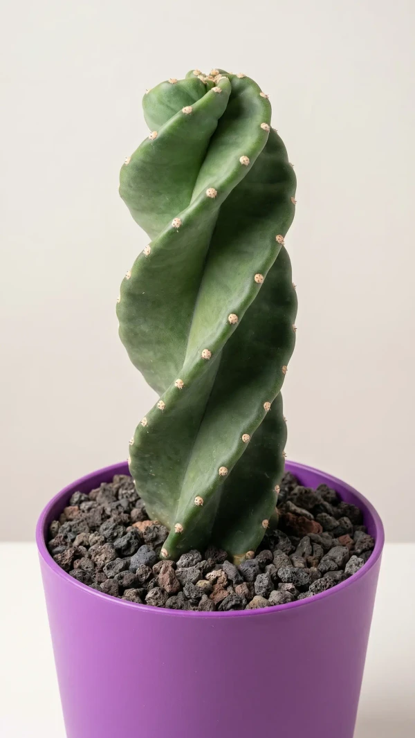 Cereus forbesii görseli - 1