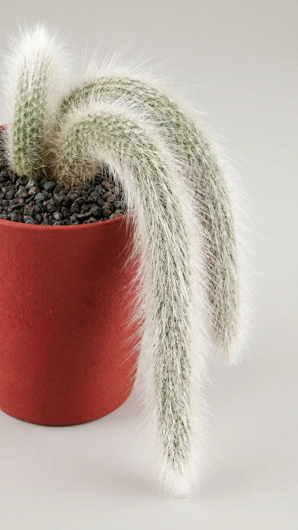 Cleistocactus colademononis görseli - 2