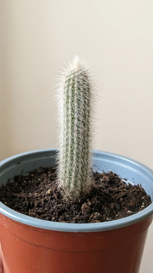 Cleistocactus strausii görseli - 1