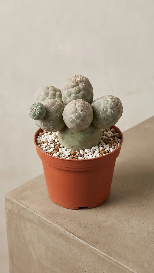 Cumulopuntia subterranea görseli - 4