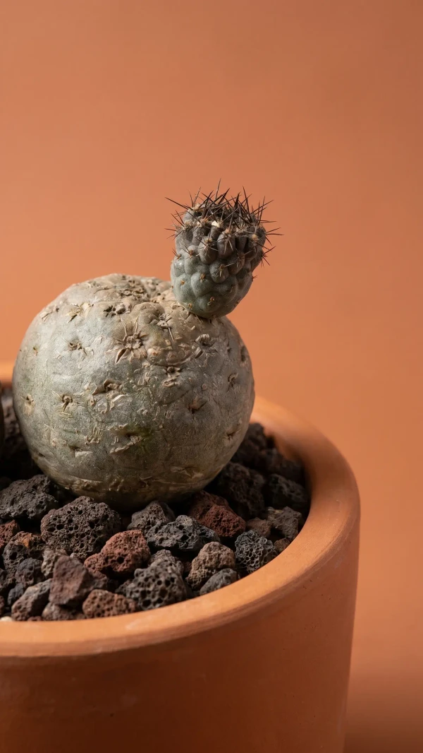 Cumulopuntia subterranea görseli - 6