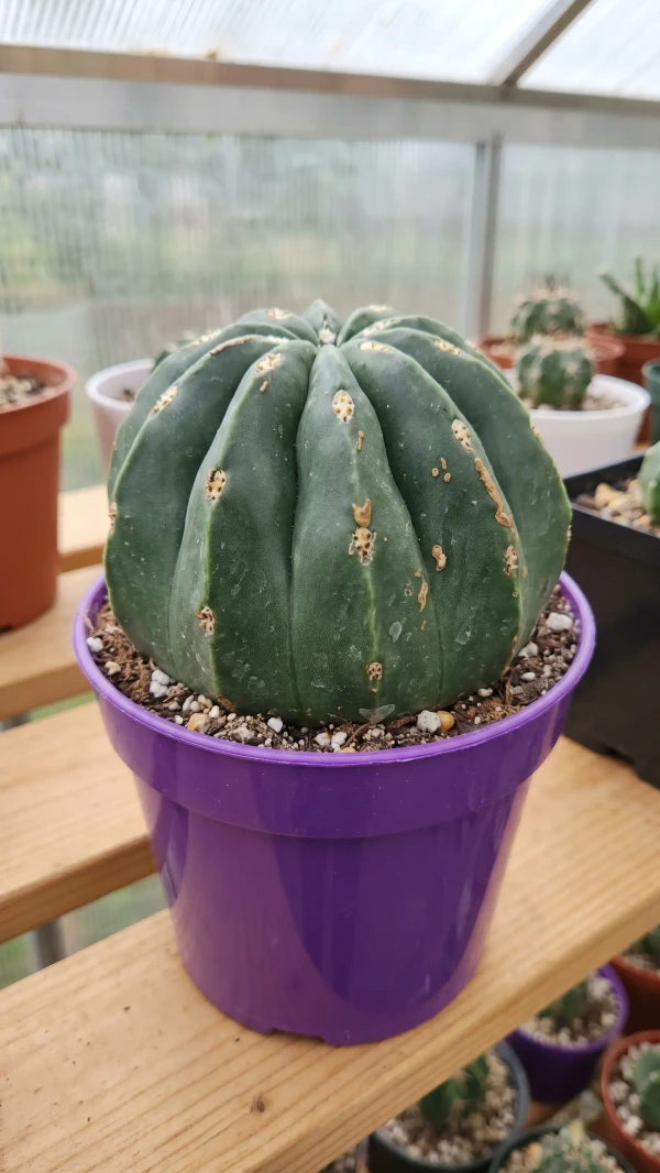 Echinocereus subinermis görseli - 7