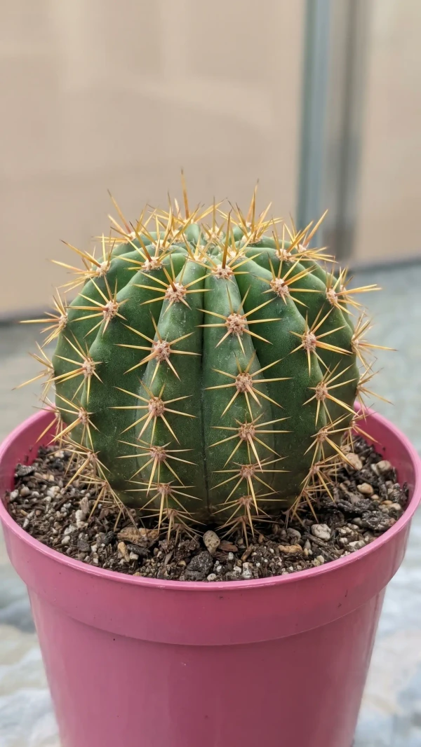 Echinopsis aurea görseli - 10