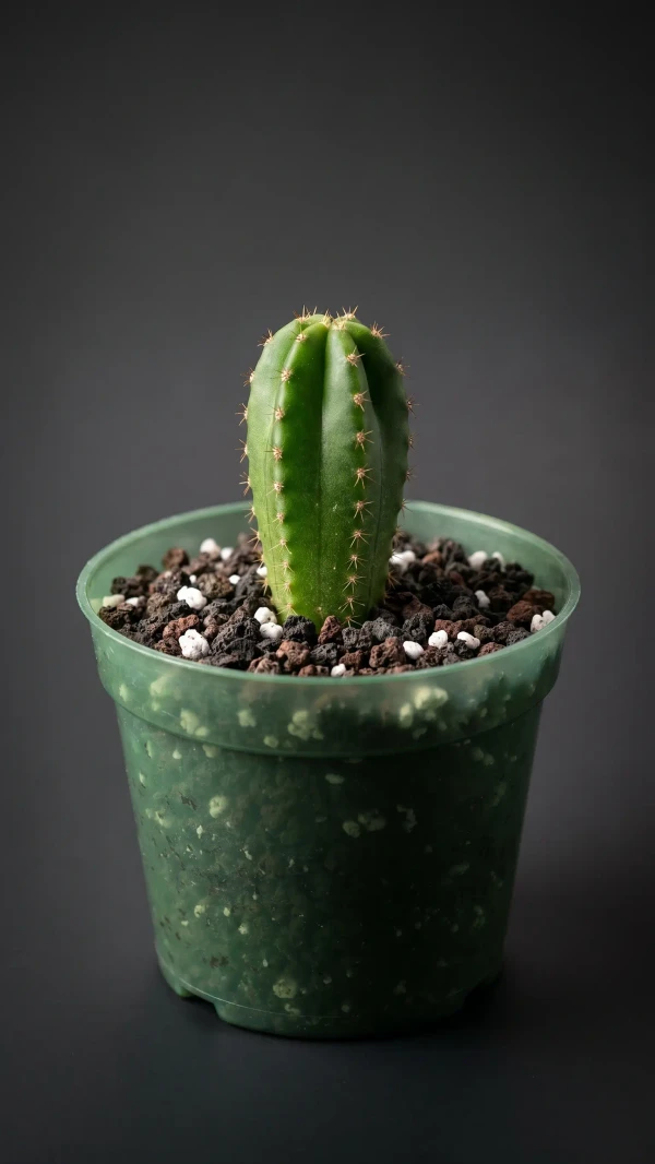 Echinopsis oxygona görseli - 1