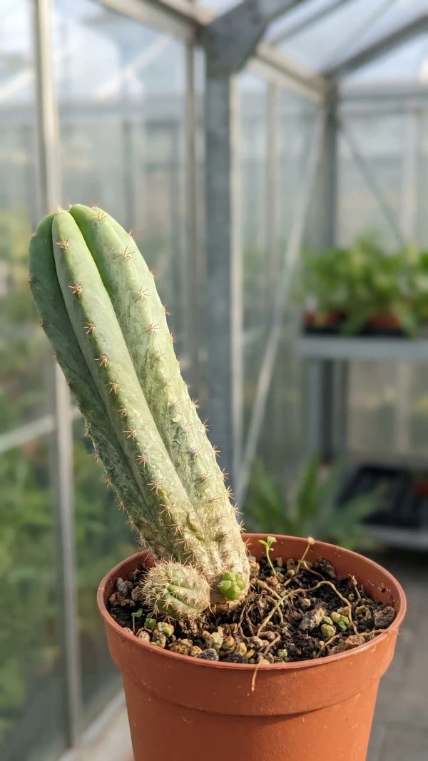 Echinopsis pachanoi görseli - 8