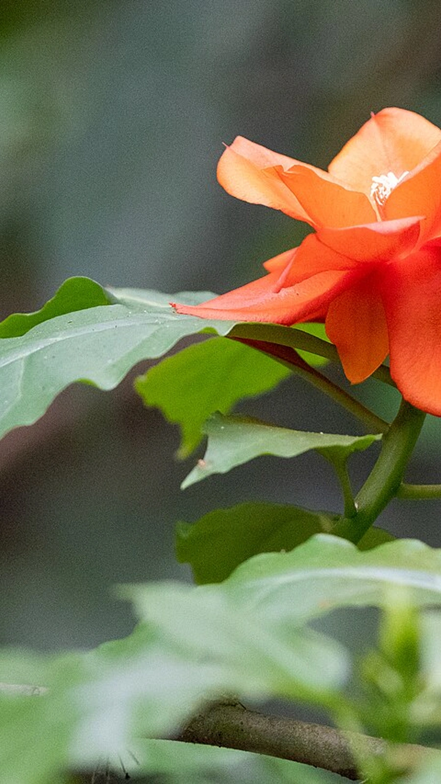 Leuenbergeria bleo