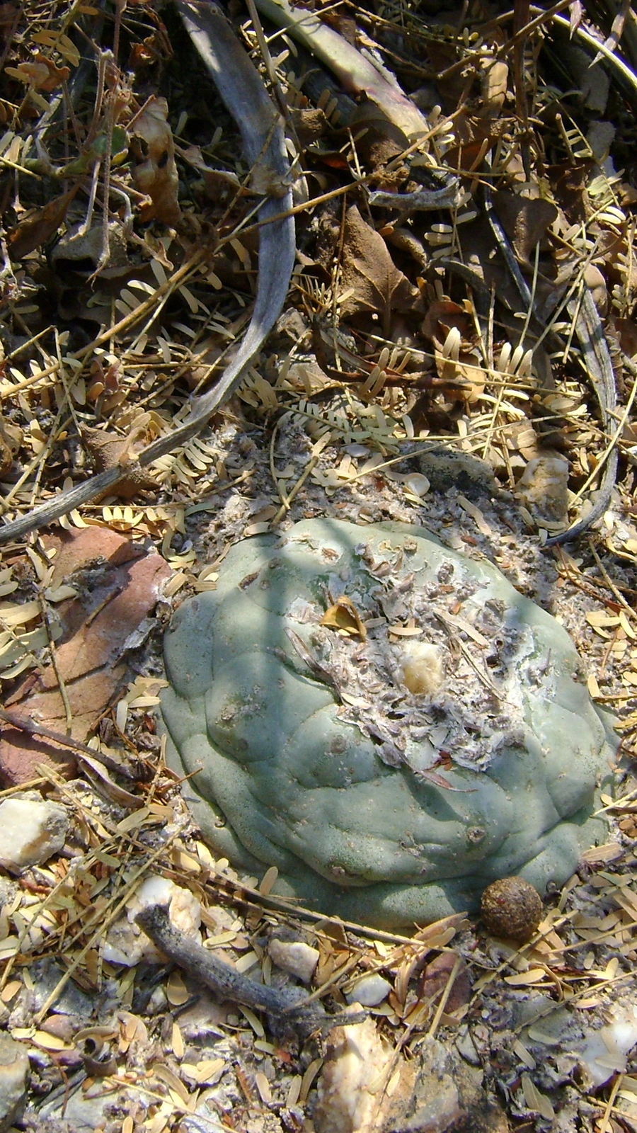 Lophophora diffusa