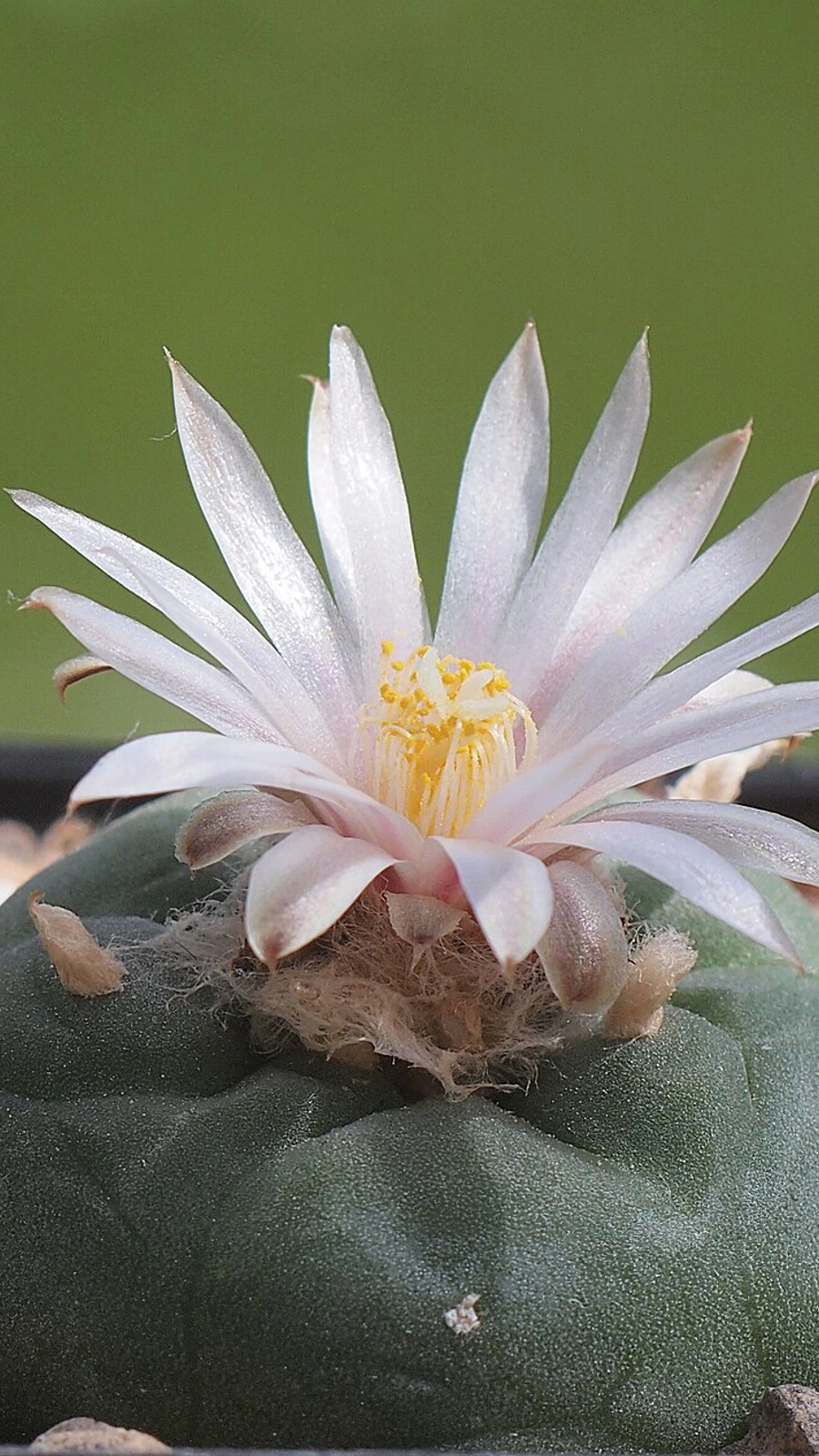 Lophophora diffusa