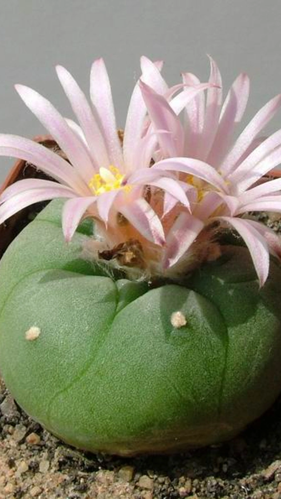 Lophophora fricii