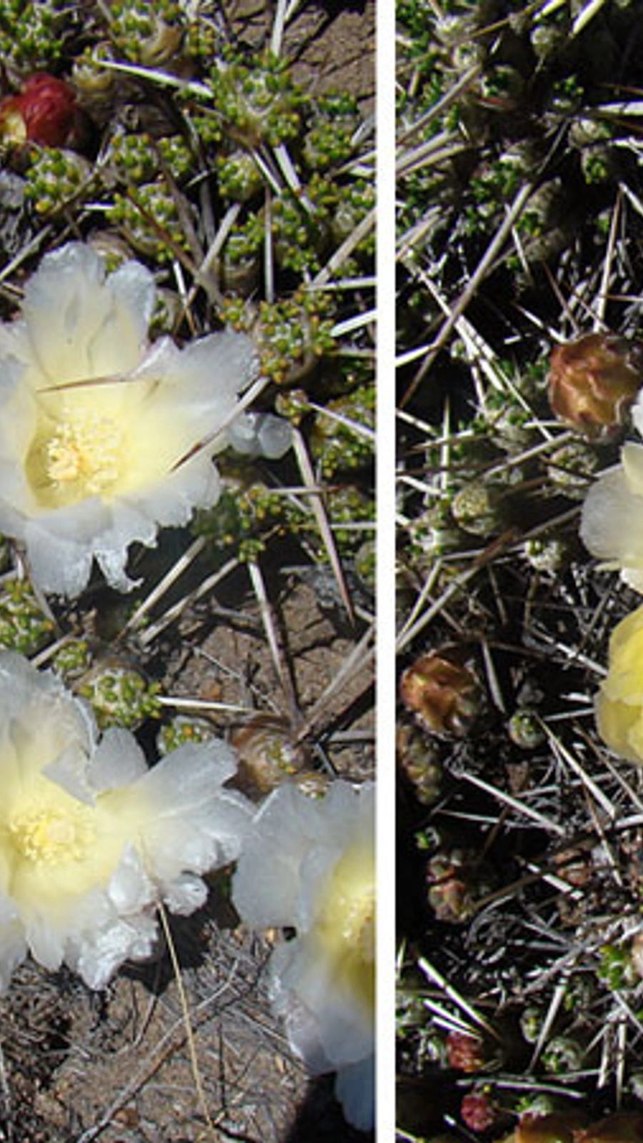 Maihuenia patagonica