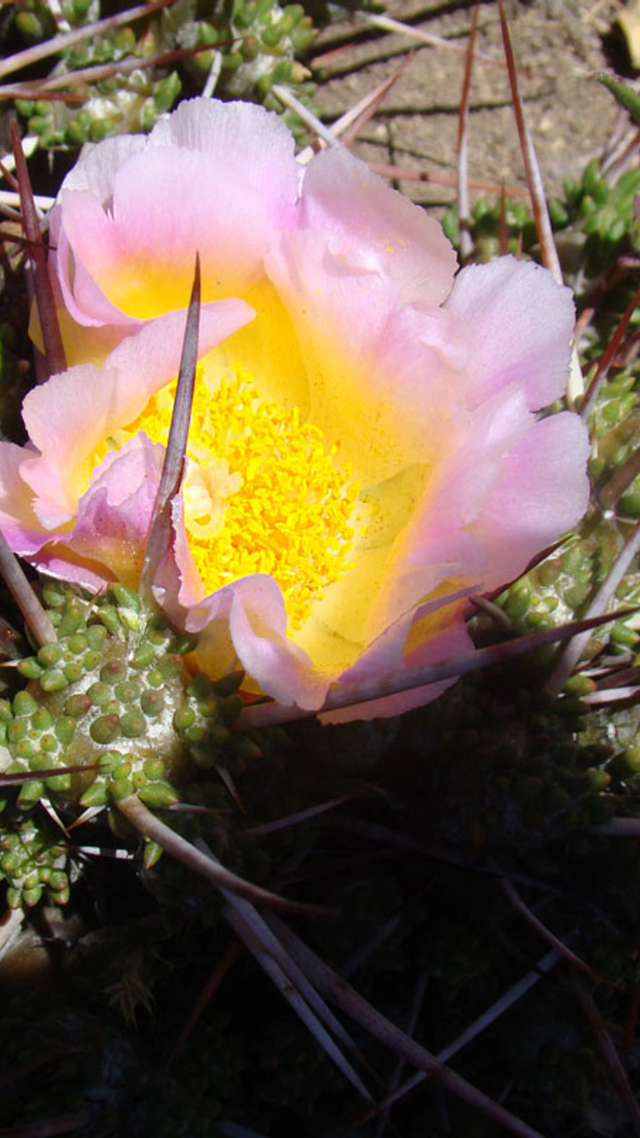 Maihuenia patagonica