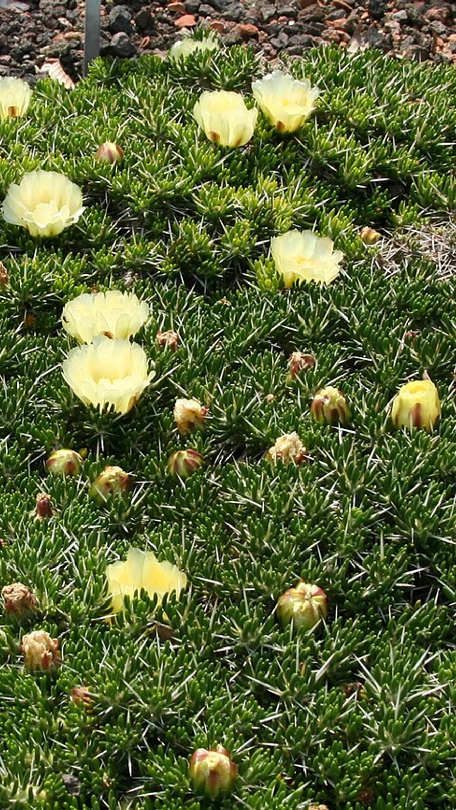 Maihuenia poeppigii