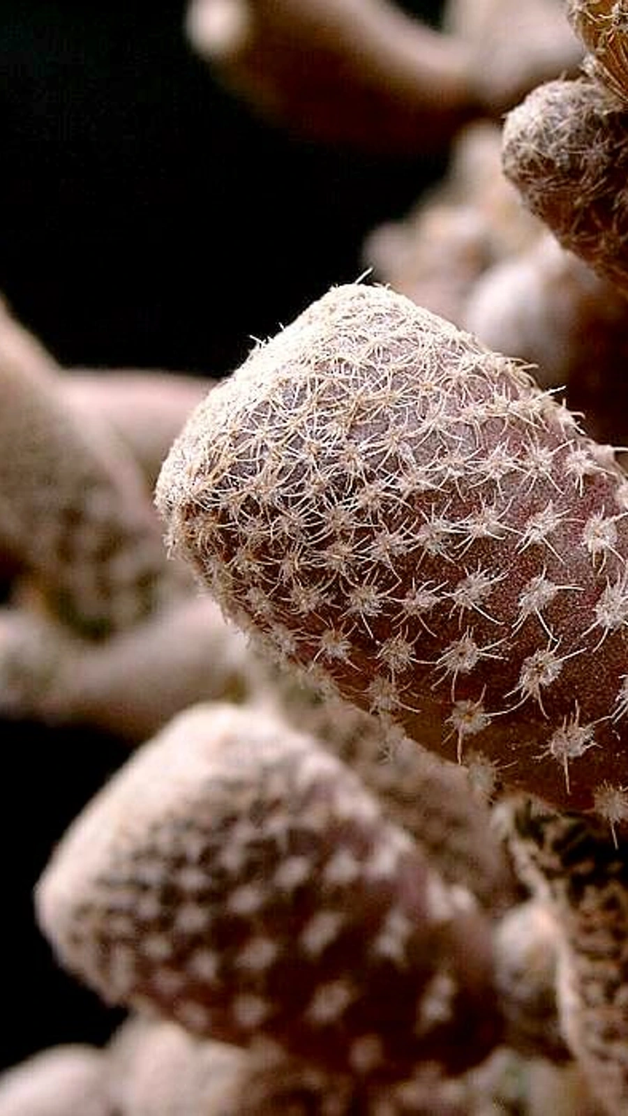 Maihueniopsis clavarioides
