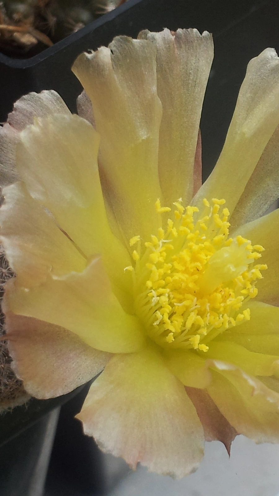Maihueniopsis clavarioides