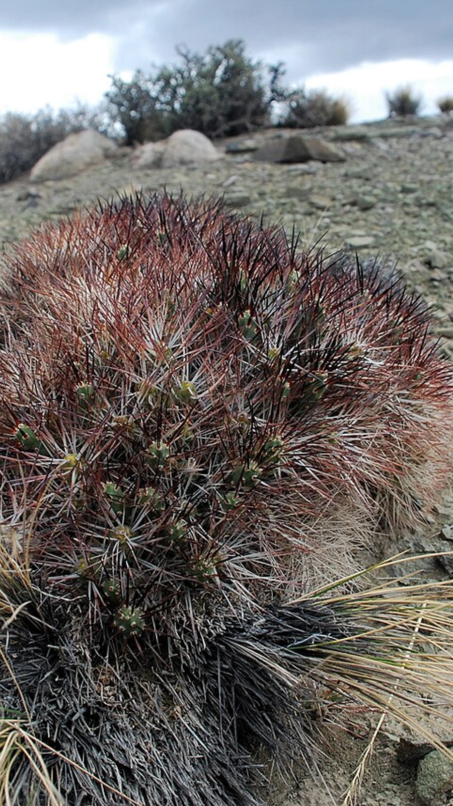 Maihueniopsis glomerata