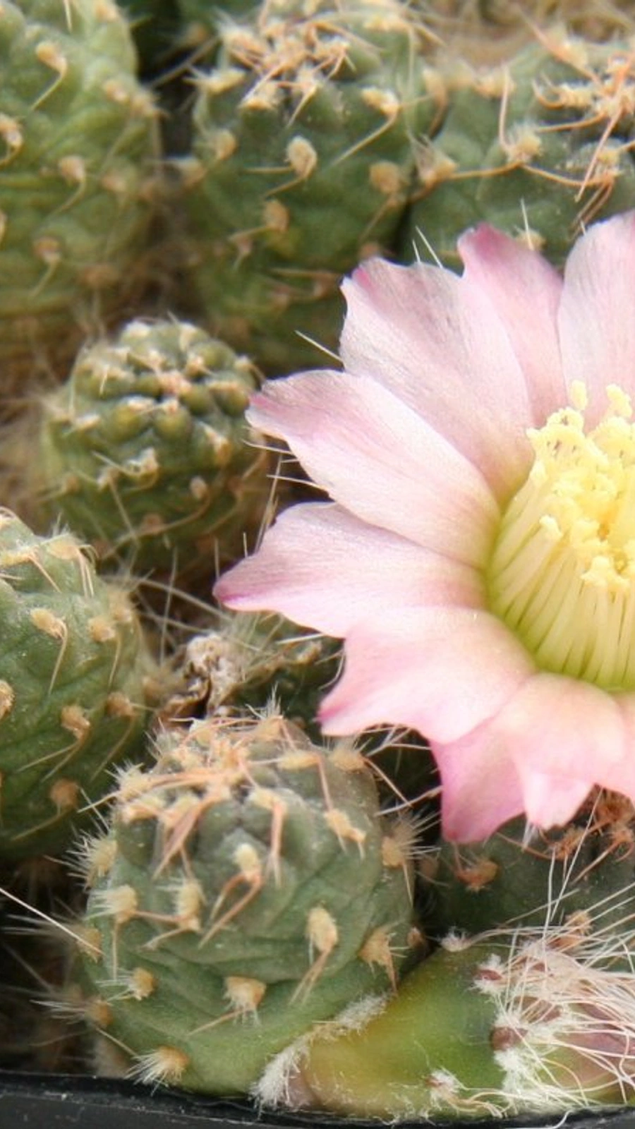 Maihueniopsis molfinoi