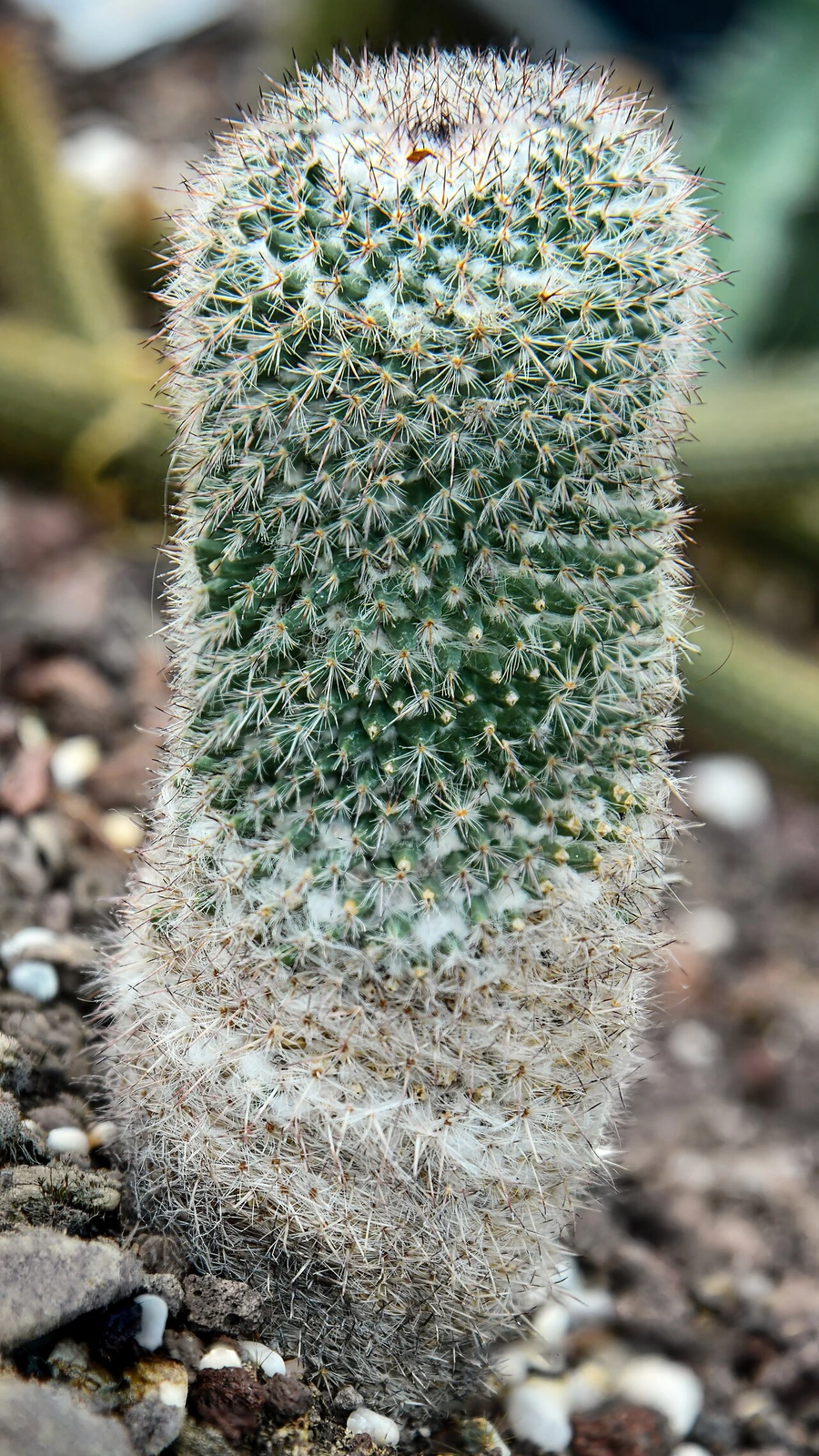 Mammillaria hahniana