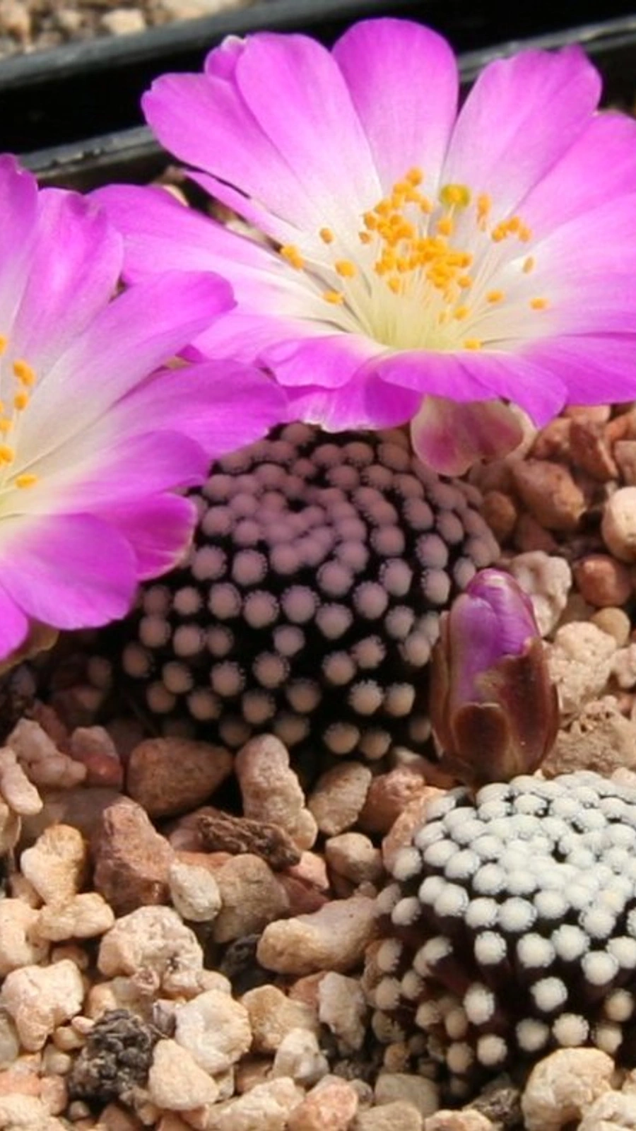 Mammillaria luethyi