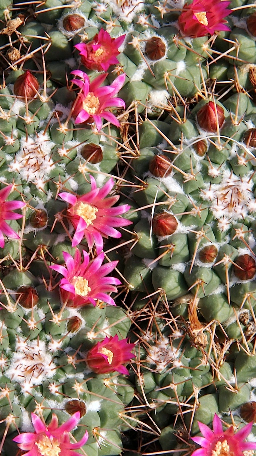 Mammillaria magnimamma
