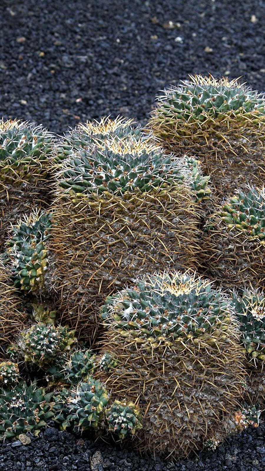 Mammillaria magnimamma